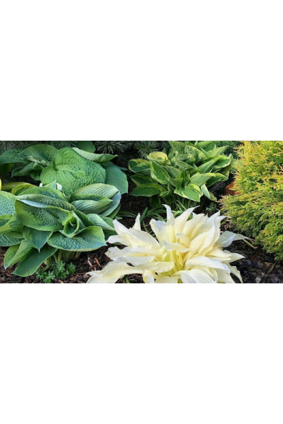 Hosta White Feather у ландшафті